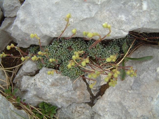 Saxifraga caesia / Sassifraga verdeazzurra